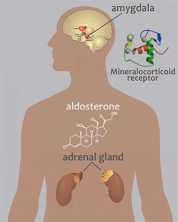 A relationship between the aldosterone-mineralocorticoid receptor pathway and alcohol drinking: preliminary translational findings across rats, monkeys and humans.