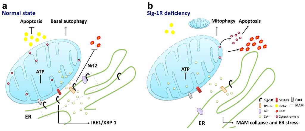 Roles of sigma-1 receptors on mitochondrial functions relevant to neurodegenerative diseases.