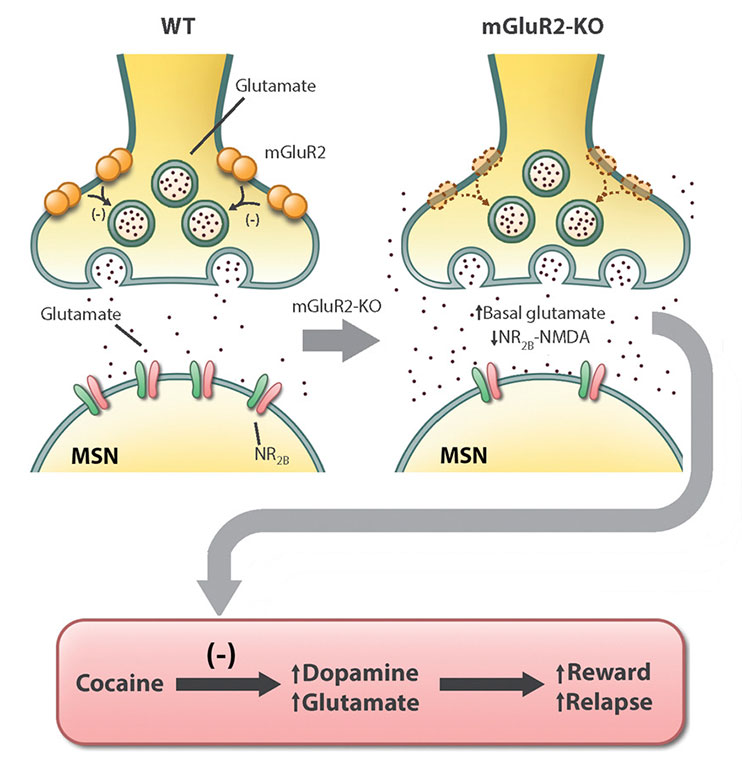 Deletion of Type 2 Metabotropic Glutamate Receptor Decreases Sensitivity to Cocaine Reward in Rats.