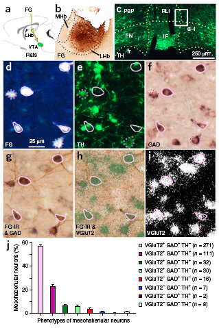 Single rodent mesohabenular axons release glutamate and GABA.