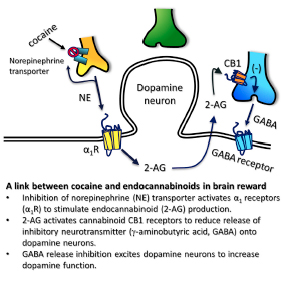 Cocaine-Induced Endocannabinoid Mobilization in the Ventral Tegmental Area.