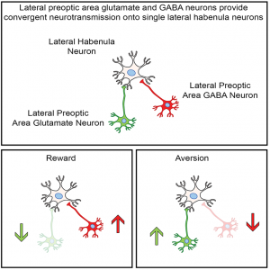A figure from this study: Lateral preoptic area glutamate and GABA neurons provide convergent nerotransmission onto single lateral habenula neurons