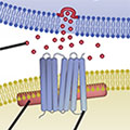 Selective Brain Distribution and Distinctive Synaptic Architecture