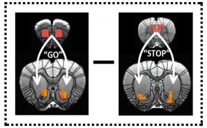 Balance of the "go" and "stop" circuits is disrupted in rats taking drug compulsively. (Image courtesy of Dr. Yuzheng Hu)