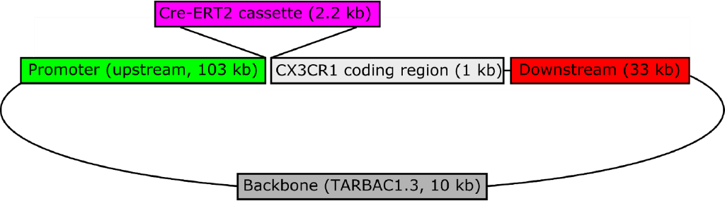 LE-Tg(CX3CR1-Cre-ERT2)3Ottc Transgene Information