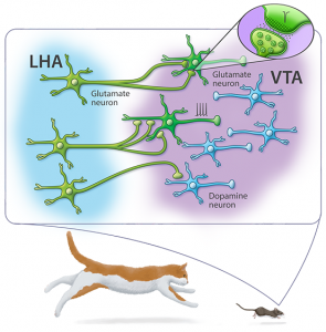 Defensive escape behavior is mediated by ventral tegmental area (VTA) glutamatergic neurons that receive excitatory inputs from lateral hypothalamic area (LHA) glutamate fibers. Lateral hypothalamic area glutamate neurons convey information on innate threats by establish excitatory synapses more frequently on ventral tegmental are glutamate neurons than on dopamine neurons. Activation of ventral tegmental area glutamate neurons by lateral hypothalamic area glutamate fibers encode innate escape behavior. 