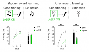 Lateral hypothalamic GABAergic neurons are necessary to encode fear memories after reward learning. Usually, GABAergic neurons in the lateral hypothalamus are involved in learning about positive or rewarding experiences. Here, we tested whether optogenetic inhibition of GABAergic neurons in lateral hypothalamus would have any impact on the encoding of a fear memory. To test this, we opotogenetically inhibited GABAergic neurons in the lateral hypothalamus during a stimulus that was predictive of shock, to see if this would impact on the ability of subjects to associate the stimulus and shock together, usually indexing the creation of a memory of the fearful event. We found that inhibition of these neurons during a shock-predictive stimulus had not impact in naive subjects (left). However, this same manipulation significantly reduced the encoding of the stimulus-shock memory in rats that had previously experience reward learning (right). This demonstrates that GABAergic neurons in the lateral hypothalamus are recruited for learning about fearful experiences after experience with reward learning. 