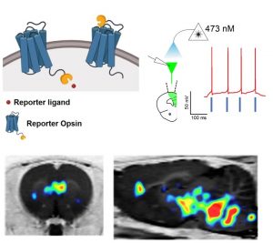 A novel reporter opsin called ChRERa elicits light-driven neuronal activation and can be visualized noninvasively in cells bodies and at their terminal projections sites using PET.