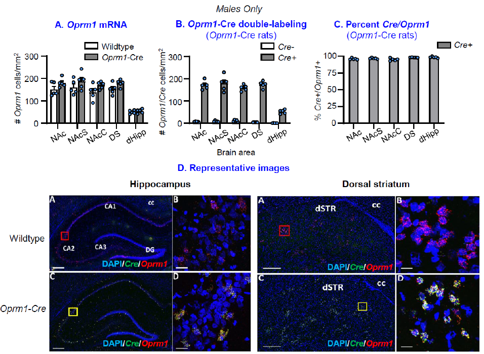 Figure 2. iCre mRNA and Oprm1 mRNA in striatum and dorsal hippocampus (1 of 2)