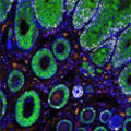 A Neurscience Histology Image