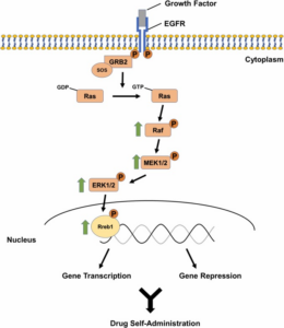 A figure from this study. Legend: Methamphetamine self-administration causes increased activation of the Ras Signaling Pathway. Extracellular stimuli, mainly growth factors, activate the Ras/Raf/MEK/ERK MAPK signaling cascade. ERK1/2 phosphorylates and activates Rreb1 to regulate its transcriptional activity. We have previously shown that METH results in increased expression of p-Raf, p-MEK, and p-ERK, as demonstrated by the upward green arrows. In the present study, we also observed increased mRNA expression of Rreb1 in the dorsal striatum following 1-month of METH abstinence. We therefore hypothesized that Rreb1’s activity, as both a transcriptional activator and repressor for numerous target genes, might play an important role in regulating methamphetamine-induced gene expression and, thereby, maintain drug self-administration.