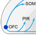 A portion of a figure from this study?