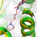 A figure illustrating bitopic agonist FOB02-04A bound D3R