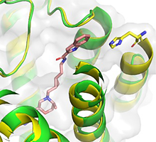 A figure illustrating bitopic agonist FOB02-04A bound D3R