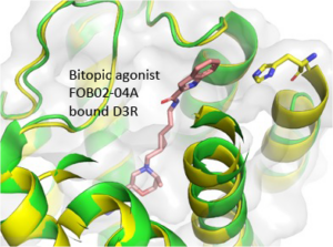 A figure illustrating bitopic agonist FOB02-04A bound D3R