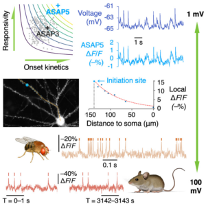 The graphical abstract from this study. Image copyright Elsevier.