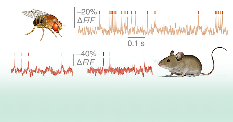 A portion of the graphical abstract from this study. Image copyright Elsevier