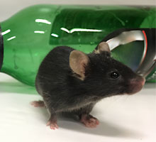 A mouse and a beer bottle