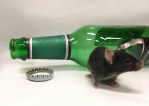 A mouse and a beer bottle