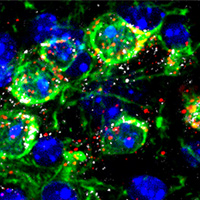 A histological image from this study