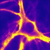 A portion of a figure from this study.