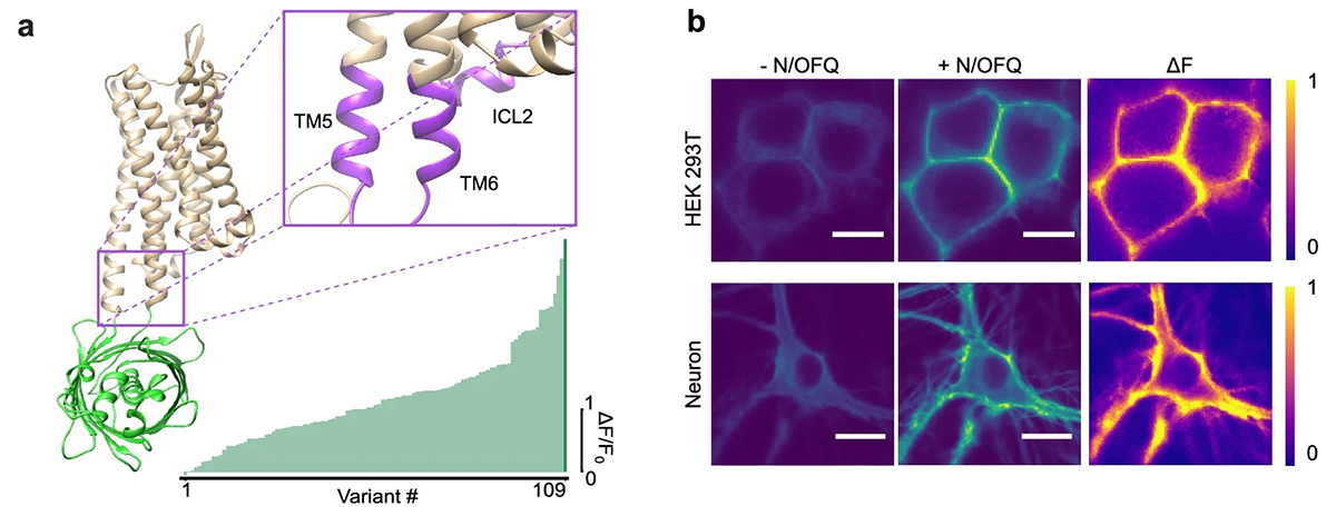 A figure from this article.