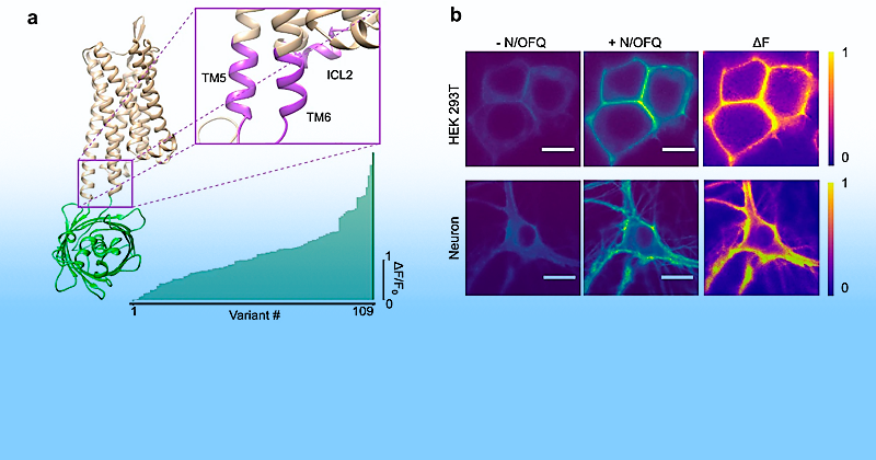 A figure from this study.