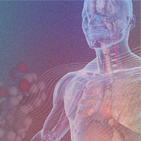 A human anatomical figure