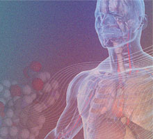 A human anatomical figure