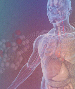 A human anatomical figure