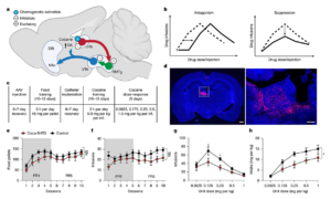 A figure from this article.