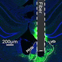 A portion of a figure from this study